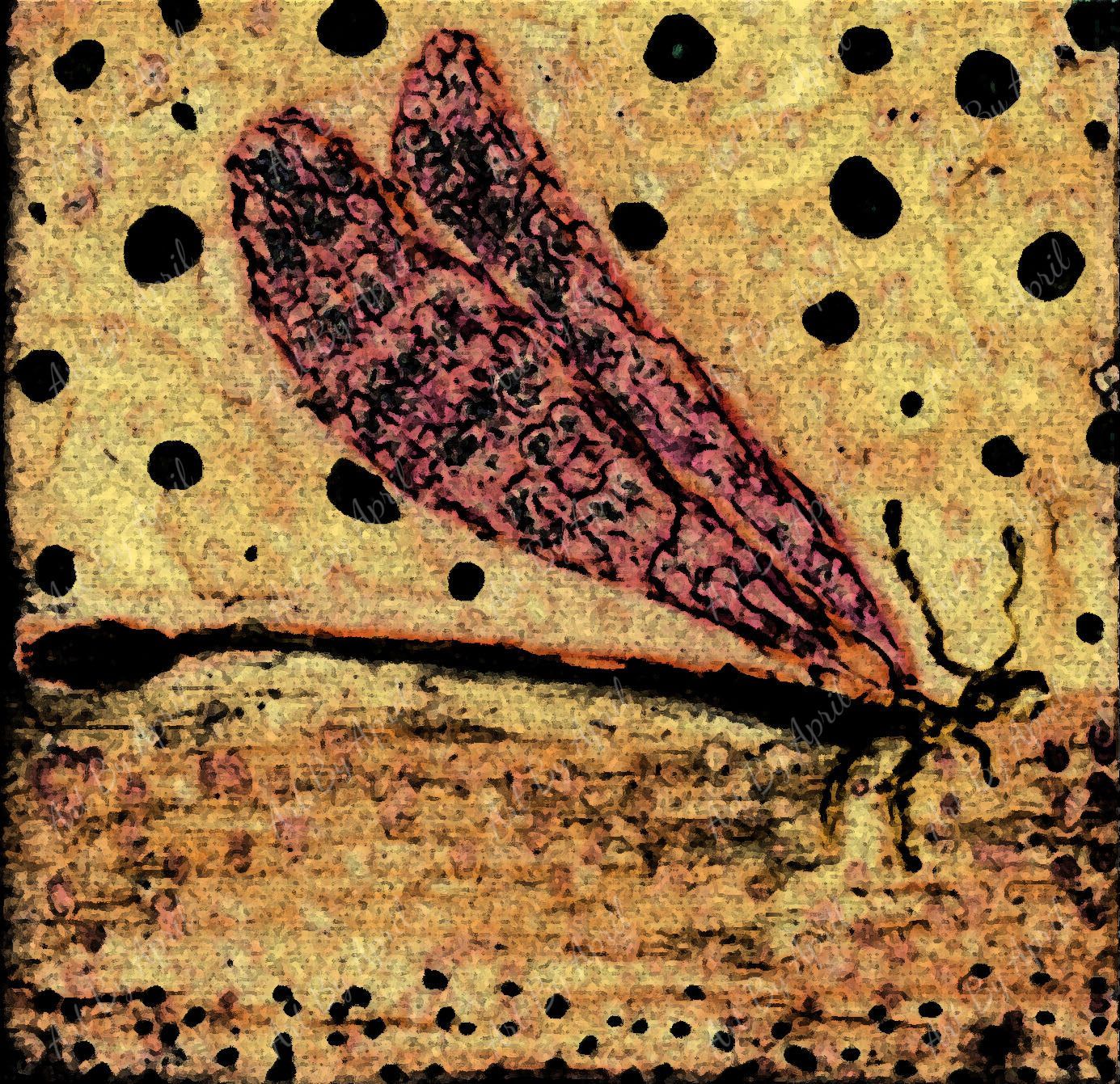 Dragonfly Dots